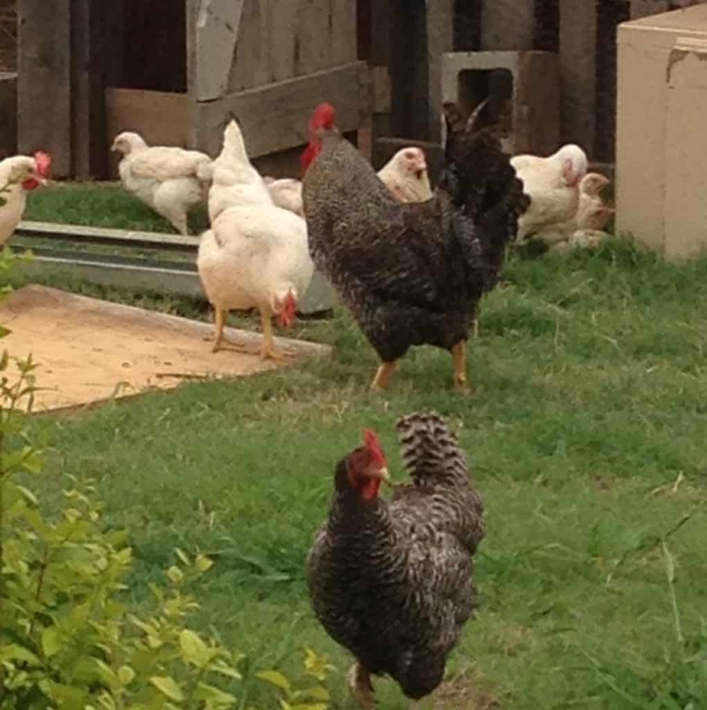 raising chickens