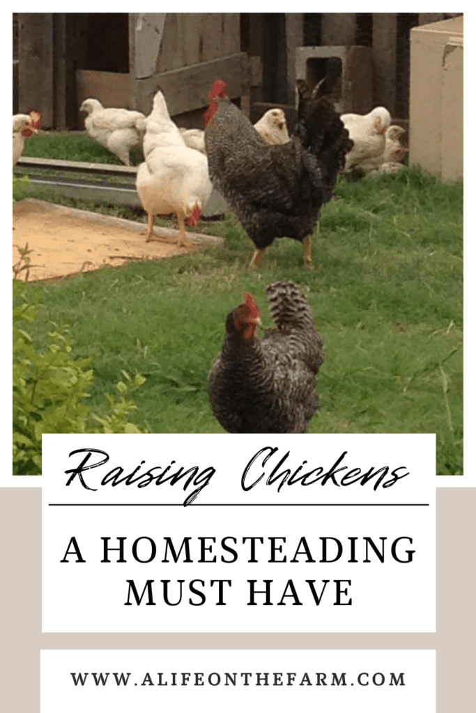 raising chickens