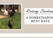 Raising Chickens; a Homesteading Must, with Life and Love