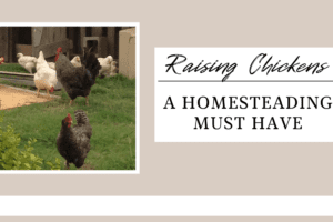 Raising Chickens; a Homesteading Must, with Life and Love