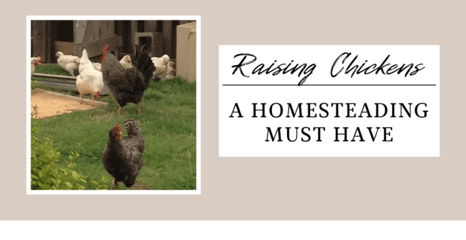 raising chickens