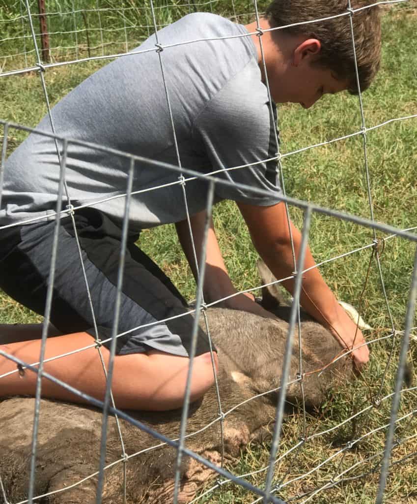 Farm Life, livestock sale