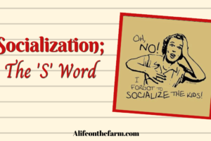 Socialization; The 1 ‘S’ Word I Hate
