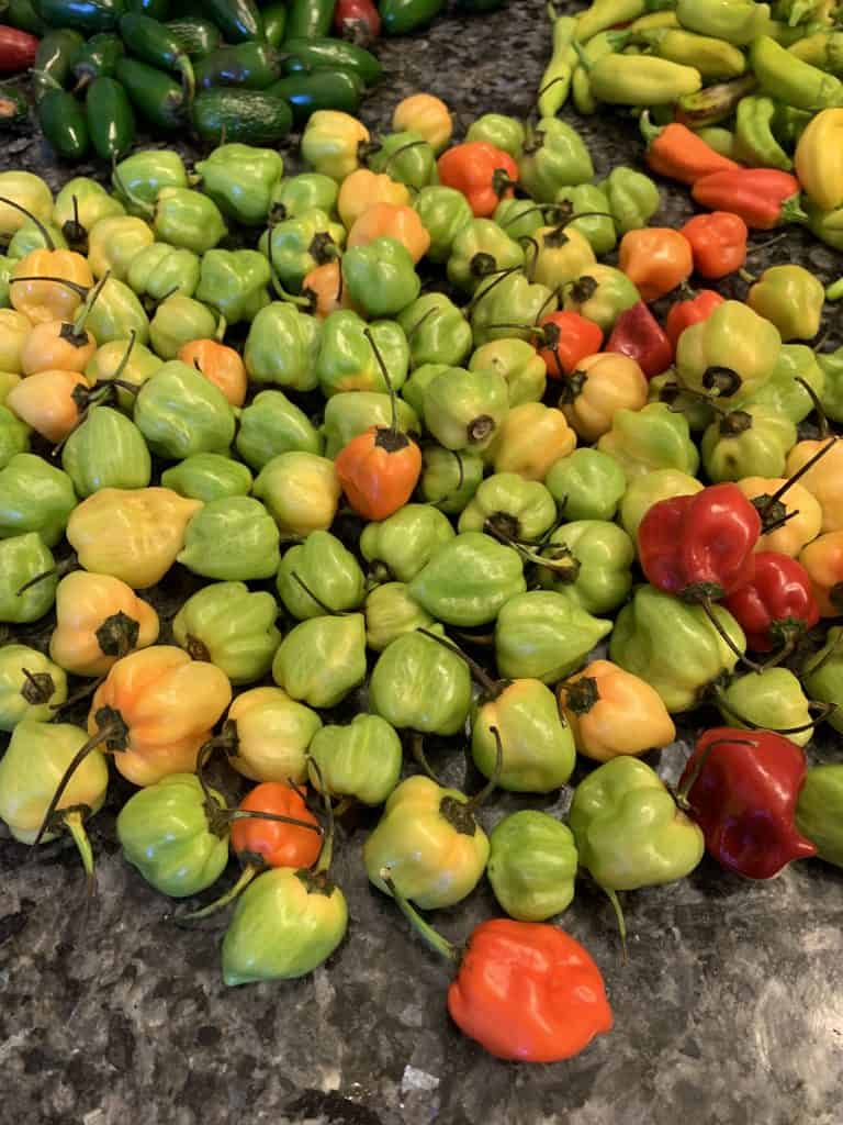 Preserving Peppers - Don't Miss the Delectable Delight 7 peppers