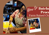 Master How to Butcher and Process Farm Raised Chicken – Quick!