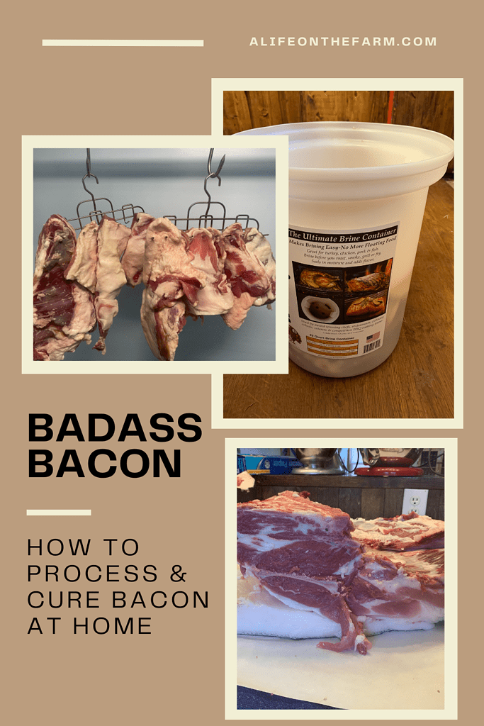 bacon