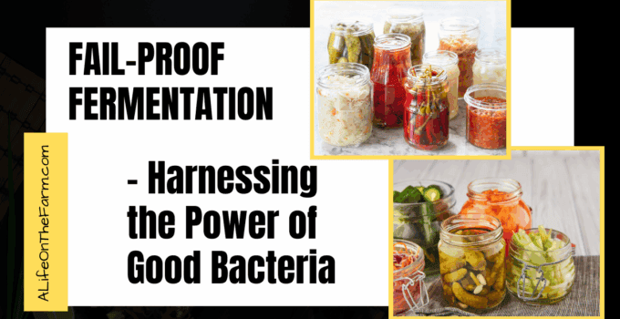 fermentation