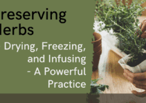 Preserving Herbs – Drying, Freezing, and Infusing – A Powerful Practice