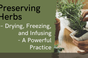 Preserving Herbs – Drying, Freezing, and Infusing – A Powerful Practice
