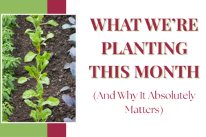 What We’re Planting This Month (And Why It Absolutely Matters)